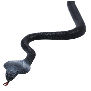 Black Rubber Snake