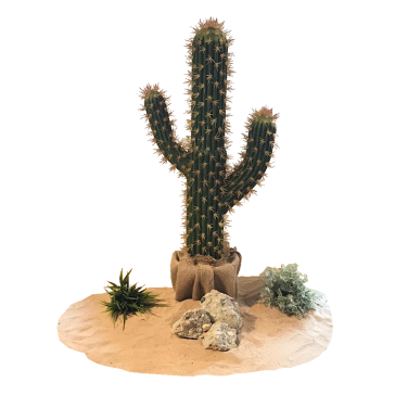 Desert Cactus Centrepiece