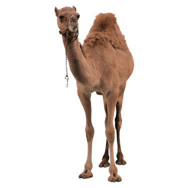 Camel Carboard Cut Out