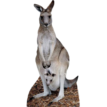 Kangaroo Cardboard Cut Out