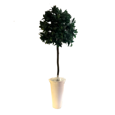 Large Bay Tree 5ft