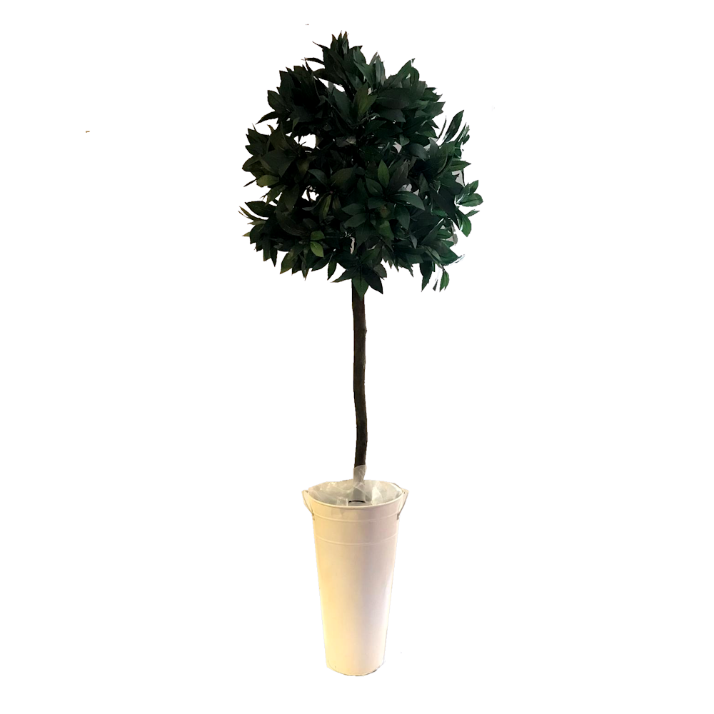 Large Bay Tree 5ft