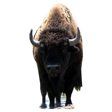 Bison Cardboard Cut Out