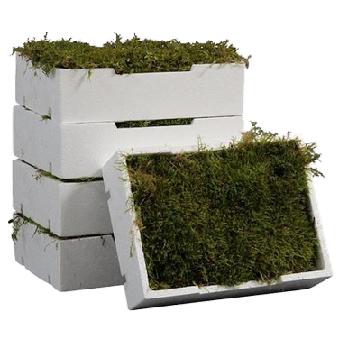 Box of Moss