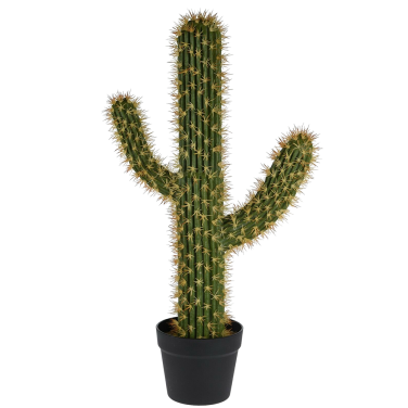 Desert Cactus