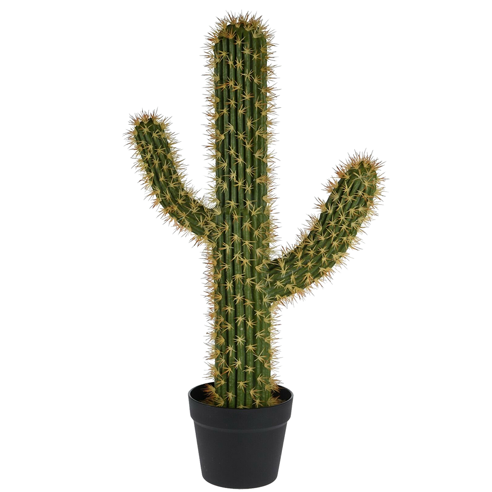 Desert Cactus