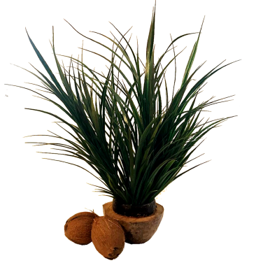 Half Coconut with Grass & Coconuts Centrepiece