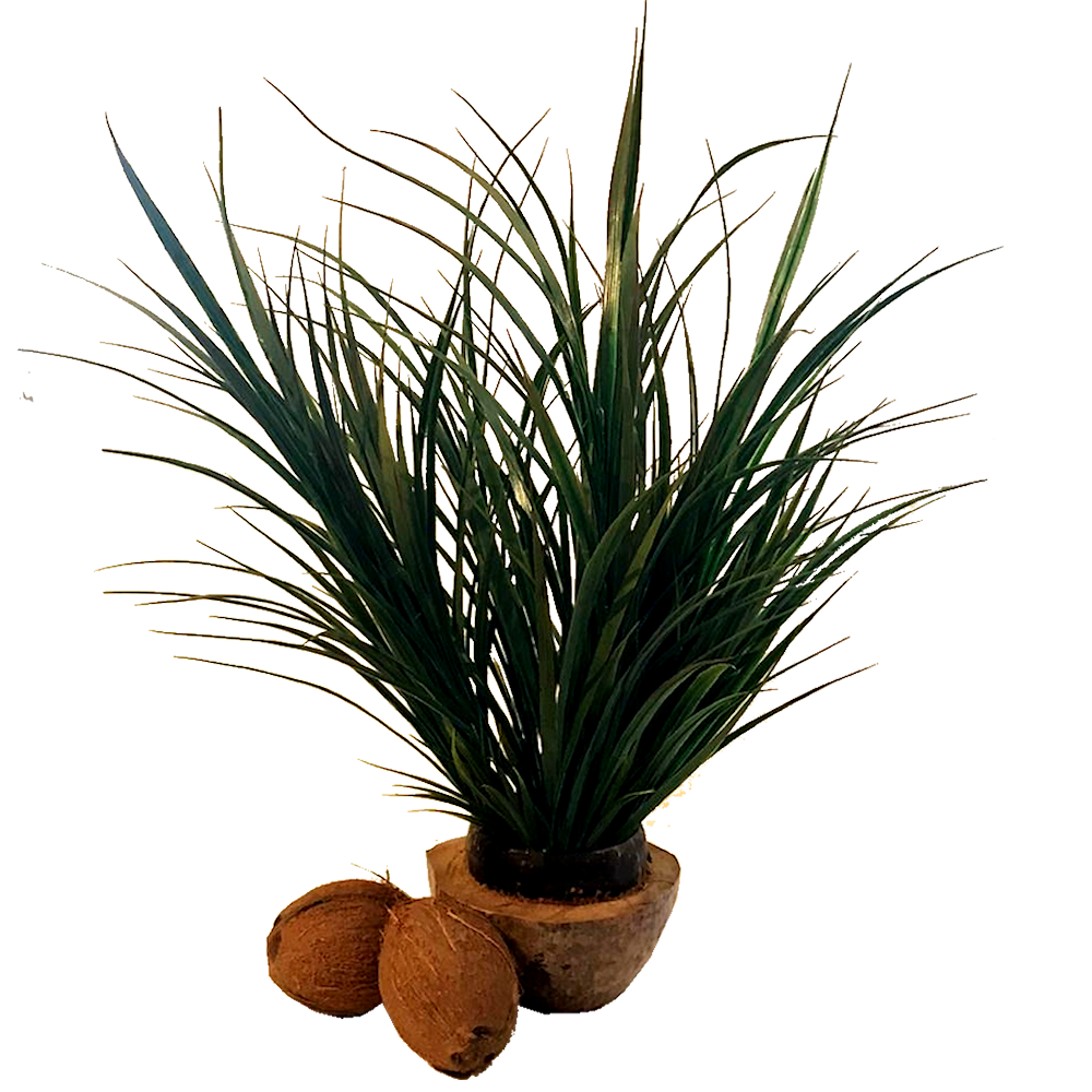 Half Coconut with Grass & Coconuts Centrepiece