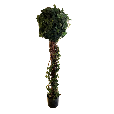 Ivy Tree