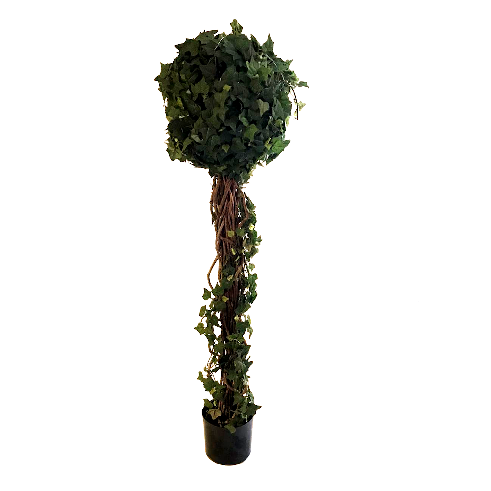 Ivy Tree
