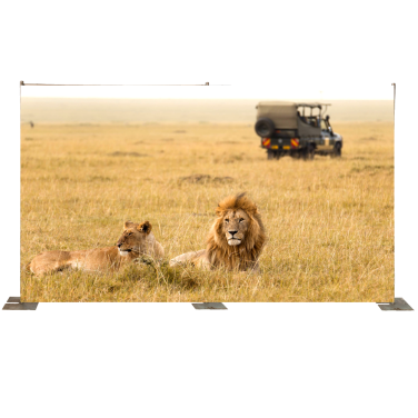Lions with Safari Truck Backdrop