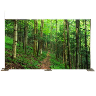 Path through the Woods Backdrop