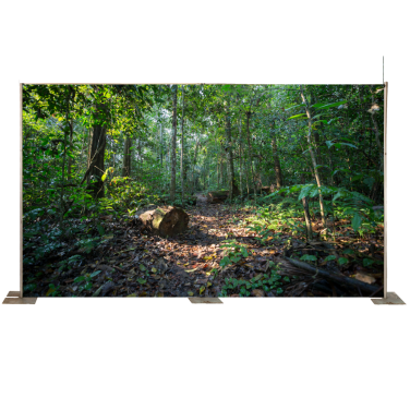 Path through the Rainforest Backdrop