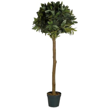 Small Bay Tree 4ft