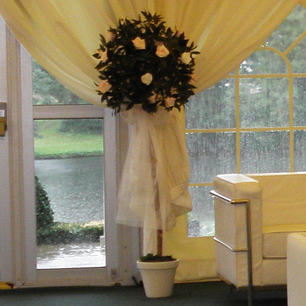 Small Bay Tree 4ft 5