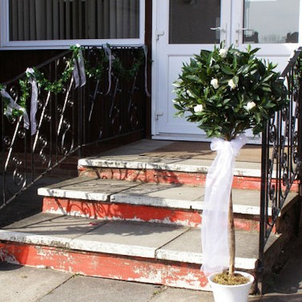 Small Bay Tree 4ft 6