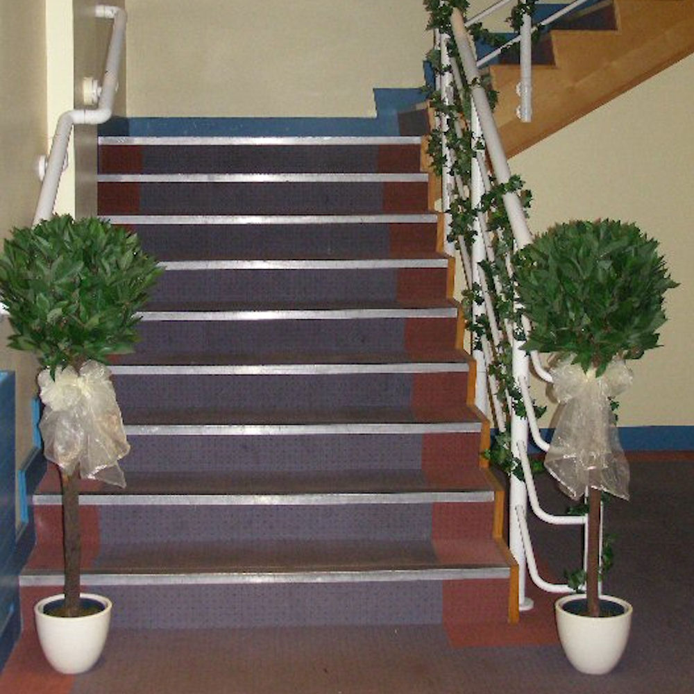 Small Bay Tree 4ft 9
