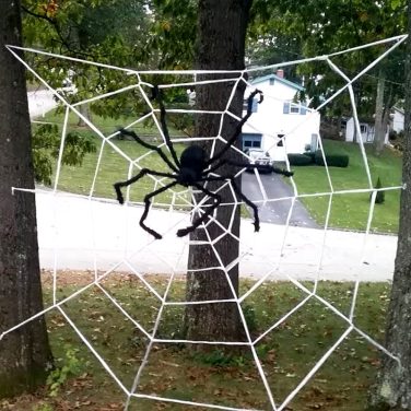 Giant Spider in Web in Garden