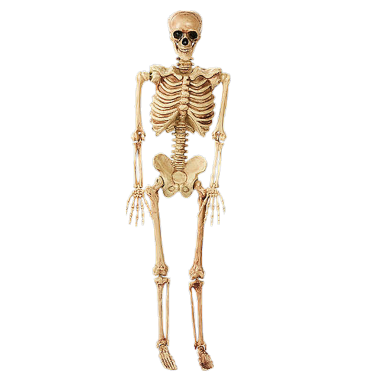 Life size poseable skeleton