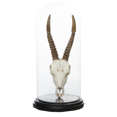Antelope Skull in Bell Jar
