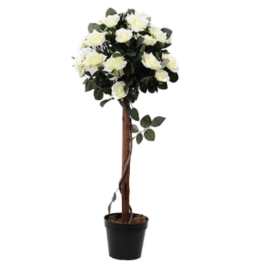 Rose Topiary Tree Hire